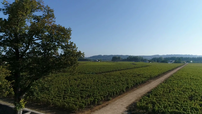 Opinii despre Sussex Local Wine School în Brighton - Hospitality and gastronomy