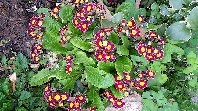 Maud's Carribbean kitchen - Hospitality and gastronomy