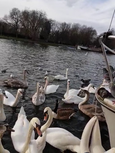 Opinii despre The Gazebo Pub and Riverside Dining în Kingston upon Thames - Hospitality and gastronomy