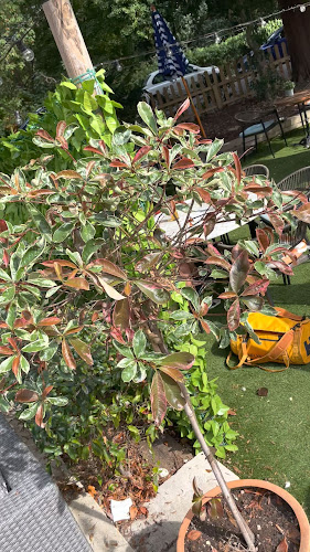 Opinii despre The Canford Pub în Poole - Hospitality and gastronomy