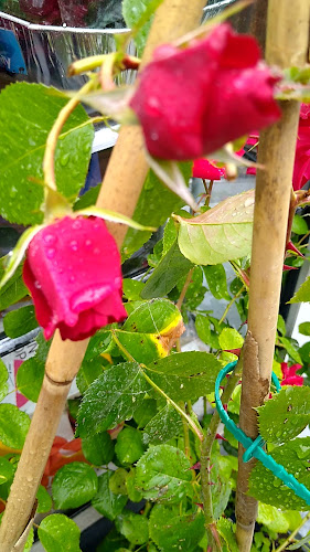 127 Collyer Ave, Bognor Regis PO21 5HU