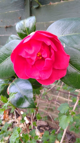 Maud's Carribbean kitchen - Bognor Regis