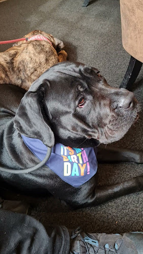 Opinii despre The Lion by Olivers în Nottingham - Hospitality and gastronomy