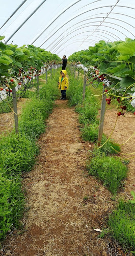 Thistly Cross Roundabout, Dunbar EH42 1ST