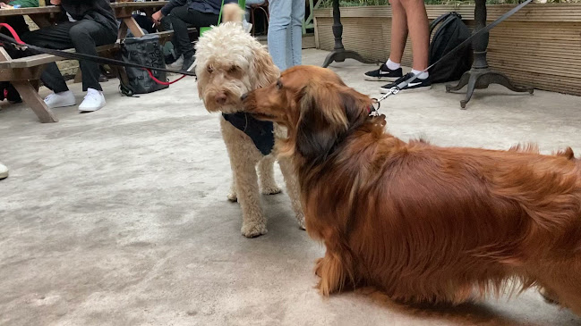 Opinii despre Royal Star în London - Hospitality and gastronomy