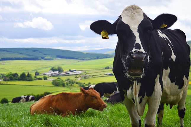 The, Grassmarket, Edinburgh EH1 2AW